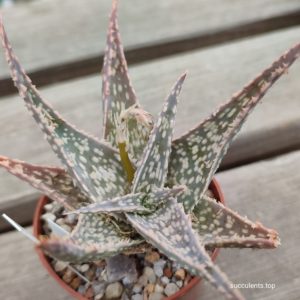 aloe cv