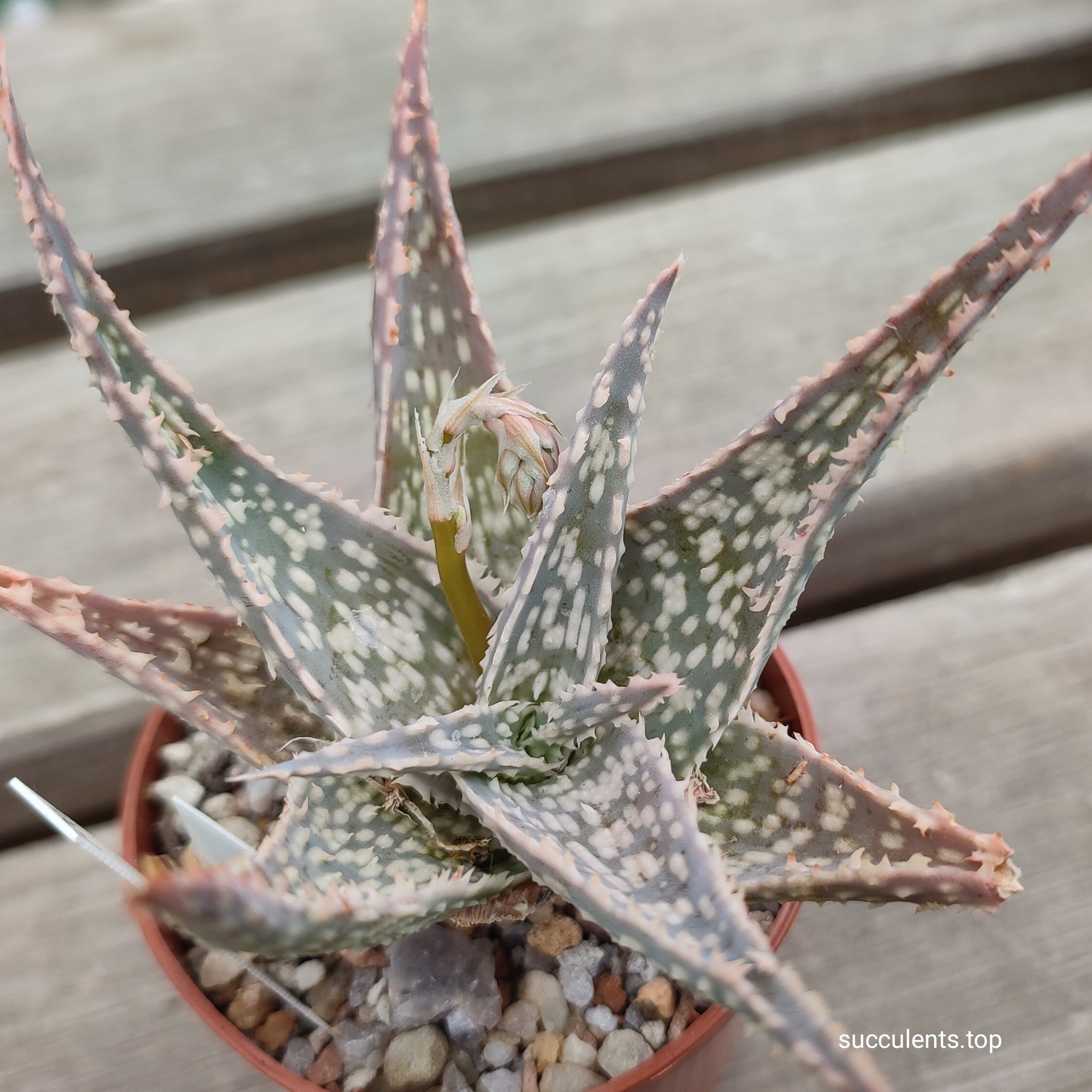 aloe cv