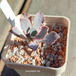 echeveria neon breakets
