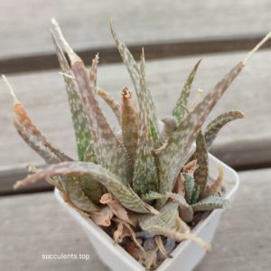 aloe sp Madagascar