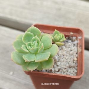 echeveria nicksana