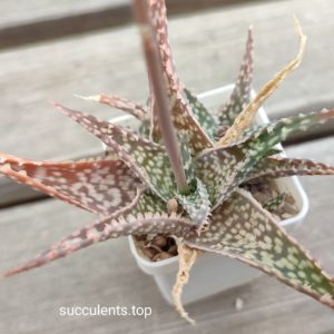 aloe cv