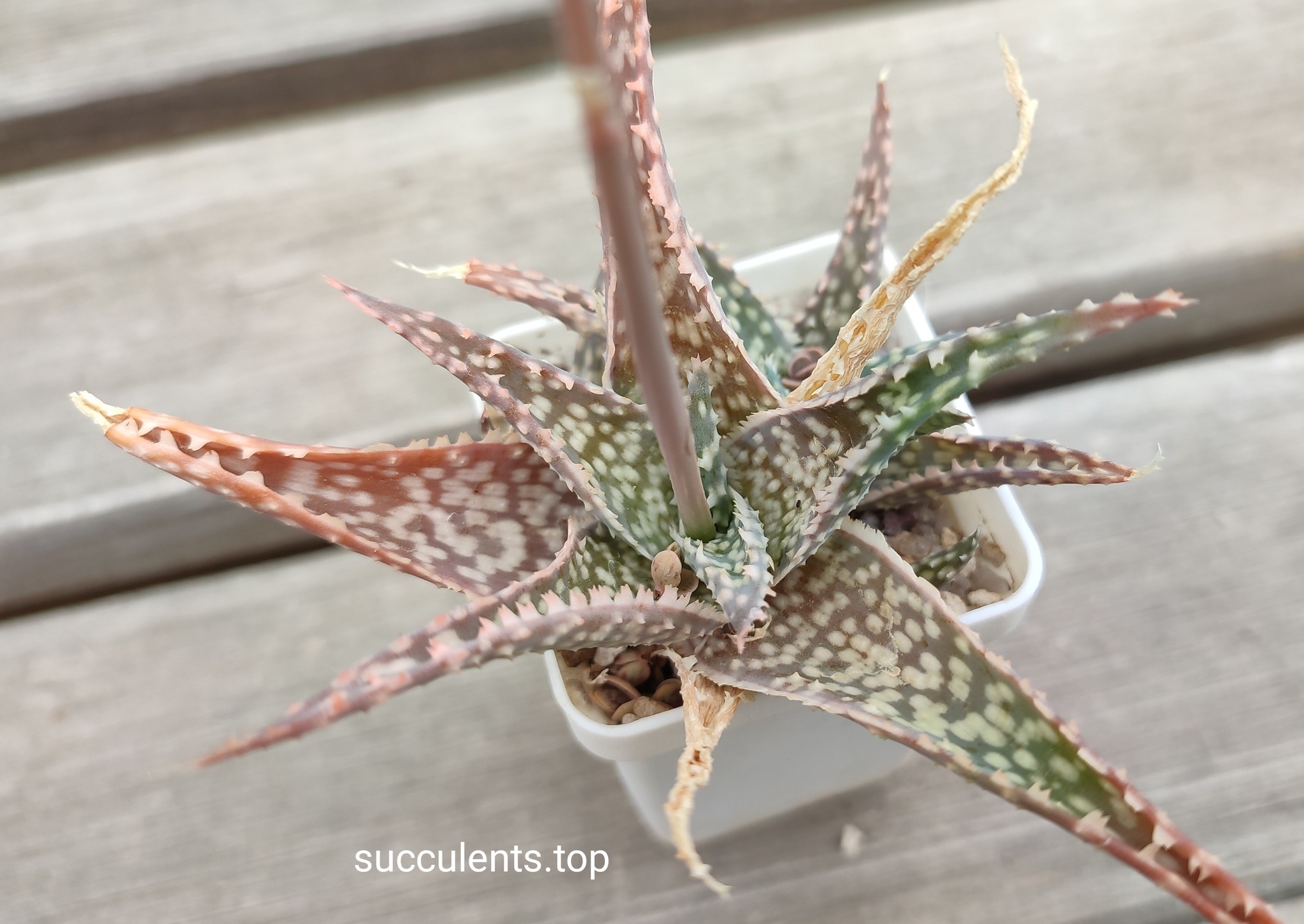 aloe cv