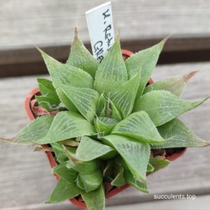 haworthia retusa