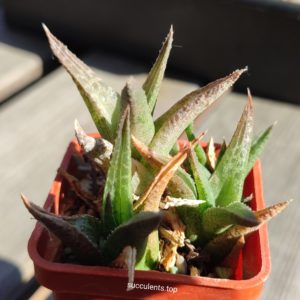 haworthia tesselata