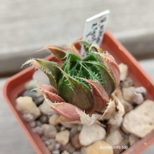 haworthia hybrid