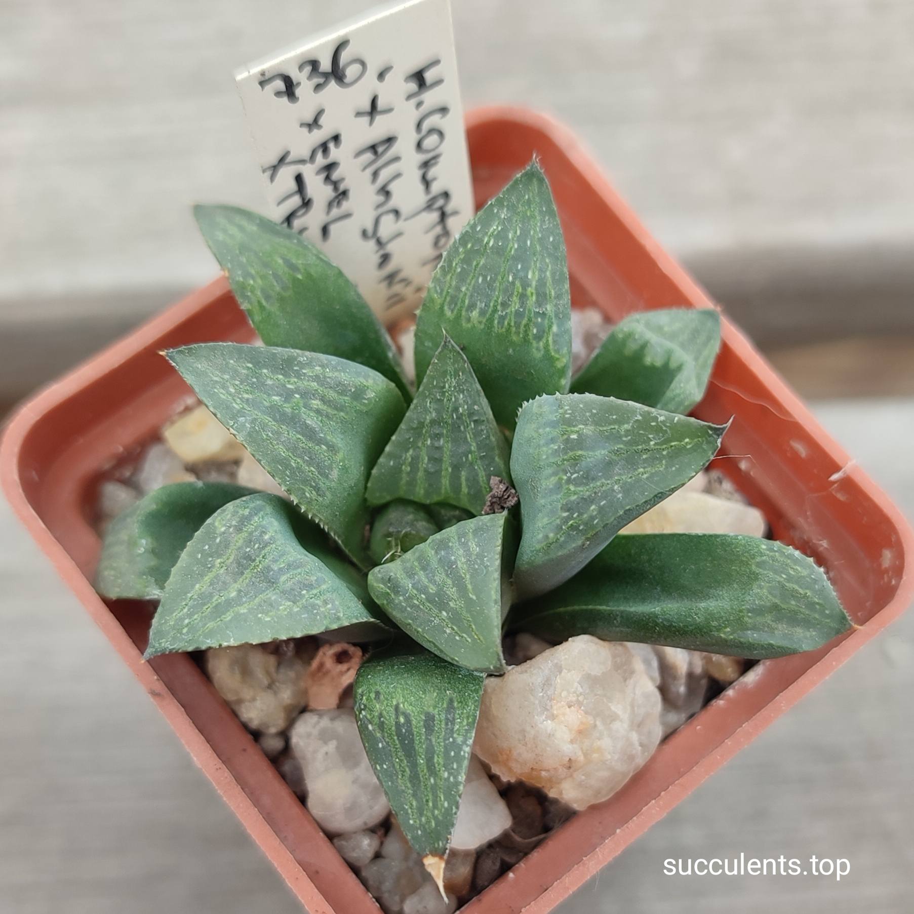 haworthia hybrid