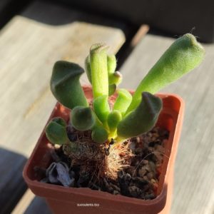 adromischus