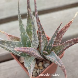 aloe cv