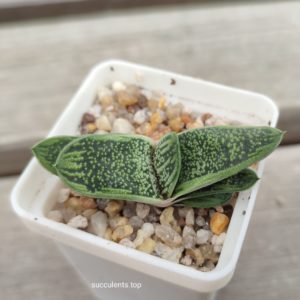 gasteria little warty