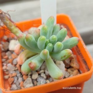 sedum paphyphyllum