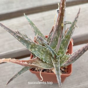 aloe cv