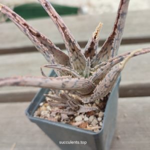 aloe cv