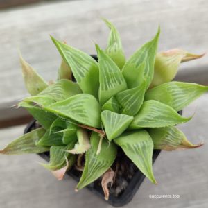 haworthia retusa