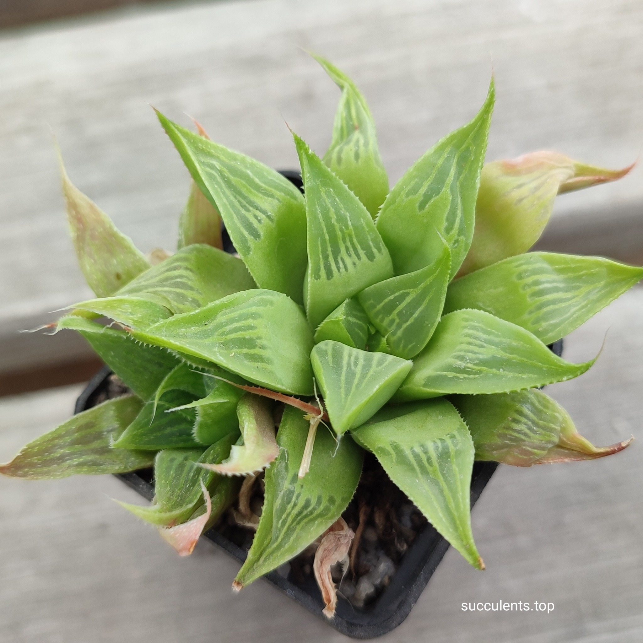 haworthia retusa