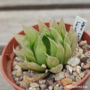 haworthia cooperi leingtonii