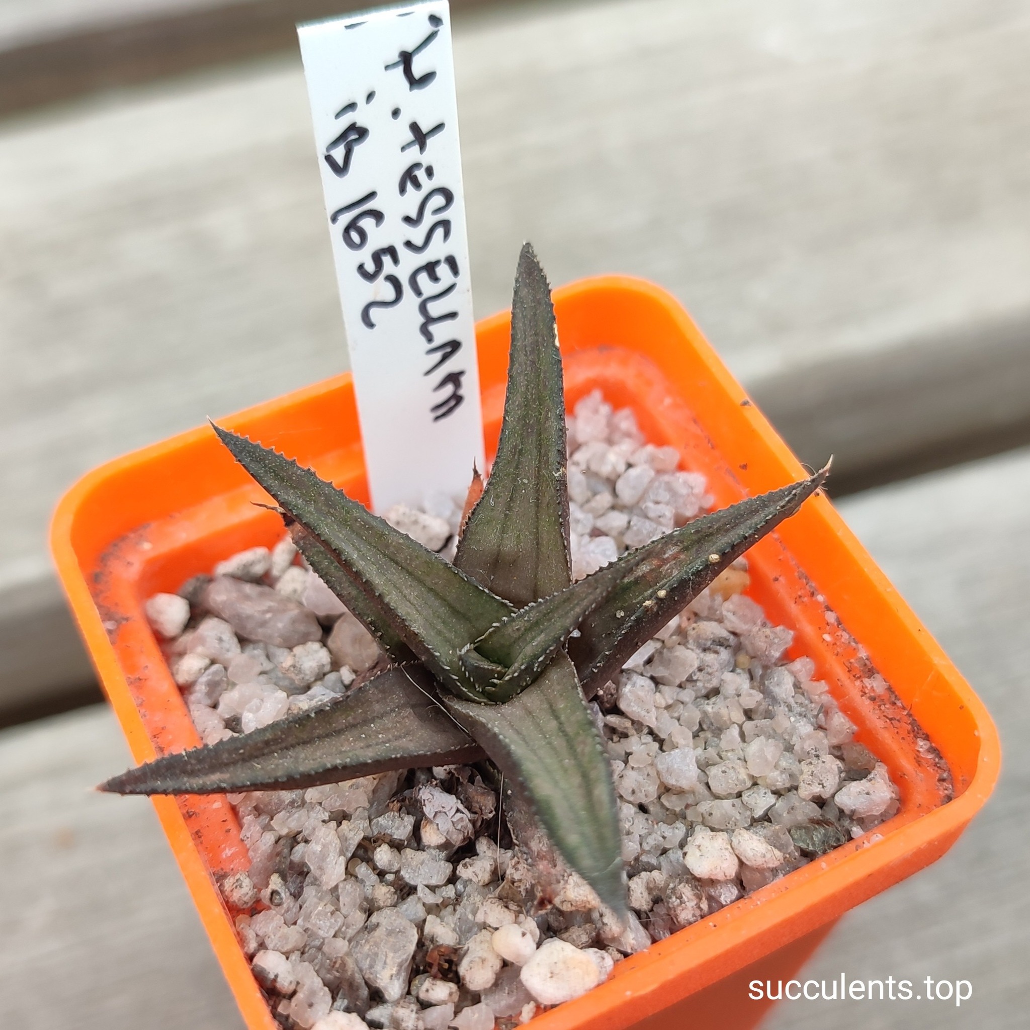 haworthia tesselata JRB1652