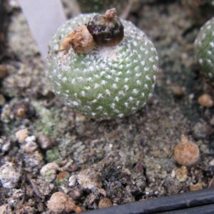 Blossfeldia minia KK1066