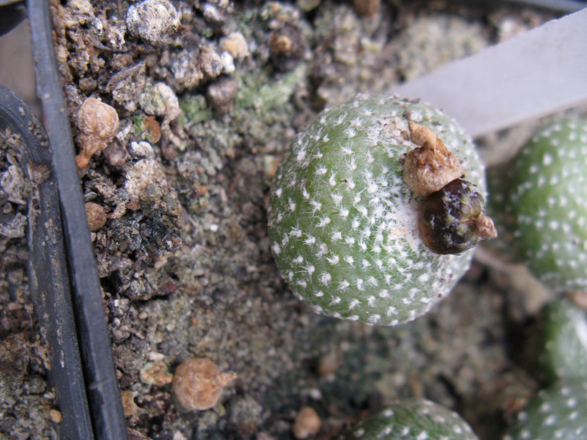 Blossfeldia minia KK1066