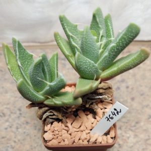 7642 Faucaria felina весь горщик вік 5 років