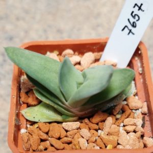 7657 Gasteraloe 'Green Ice'