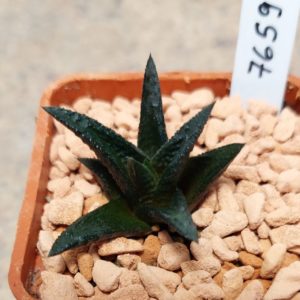 7659 Haworthia nigra hybrid