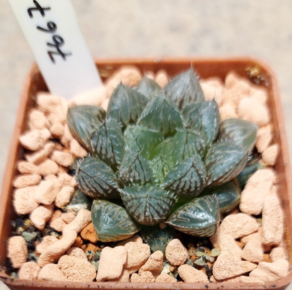 7667 Haworthia 'Mirror Ball' hybrid