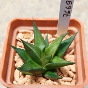 7669 Haworthia viscosa x esterhuisenii