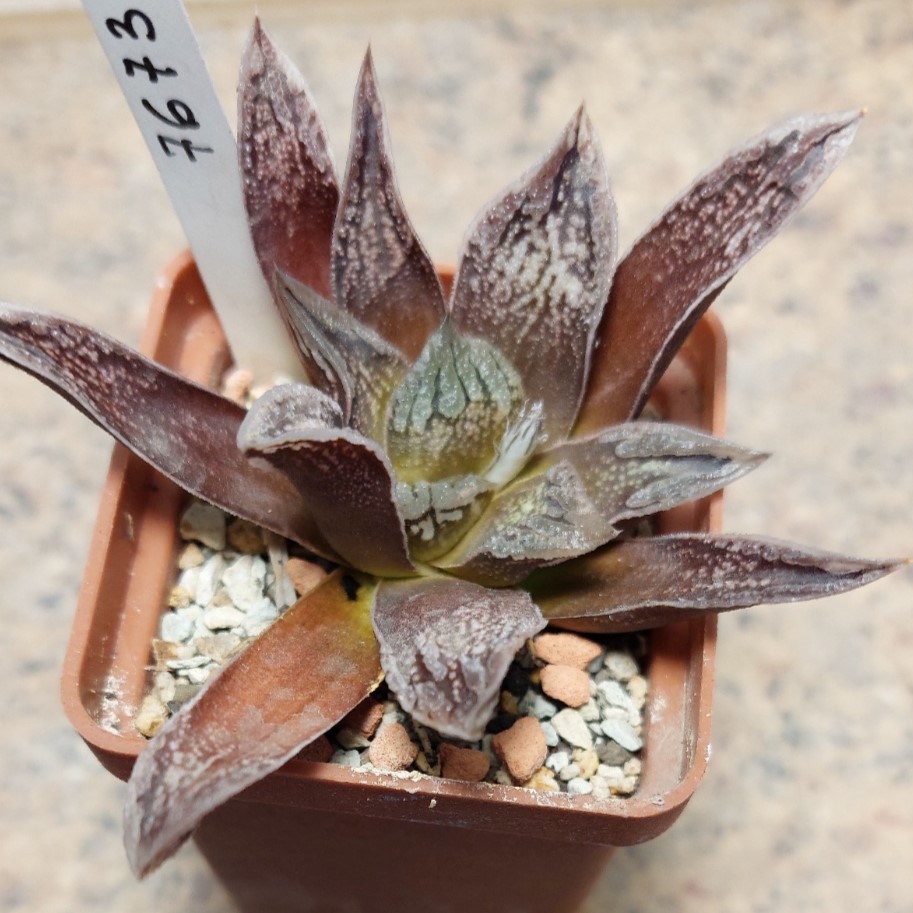 7673 Haworthia 'Black Mayor' x 'Yulia' F2