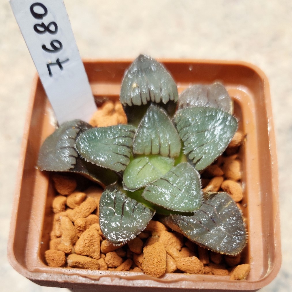 7680 Haworthia sprinbokvlakensis x pygmaea F2