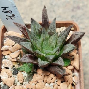 7684 Haworthia 'Sugar Candy' hybrid