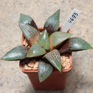 7693 Haworthia comptoniana