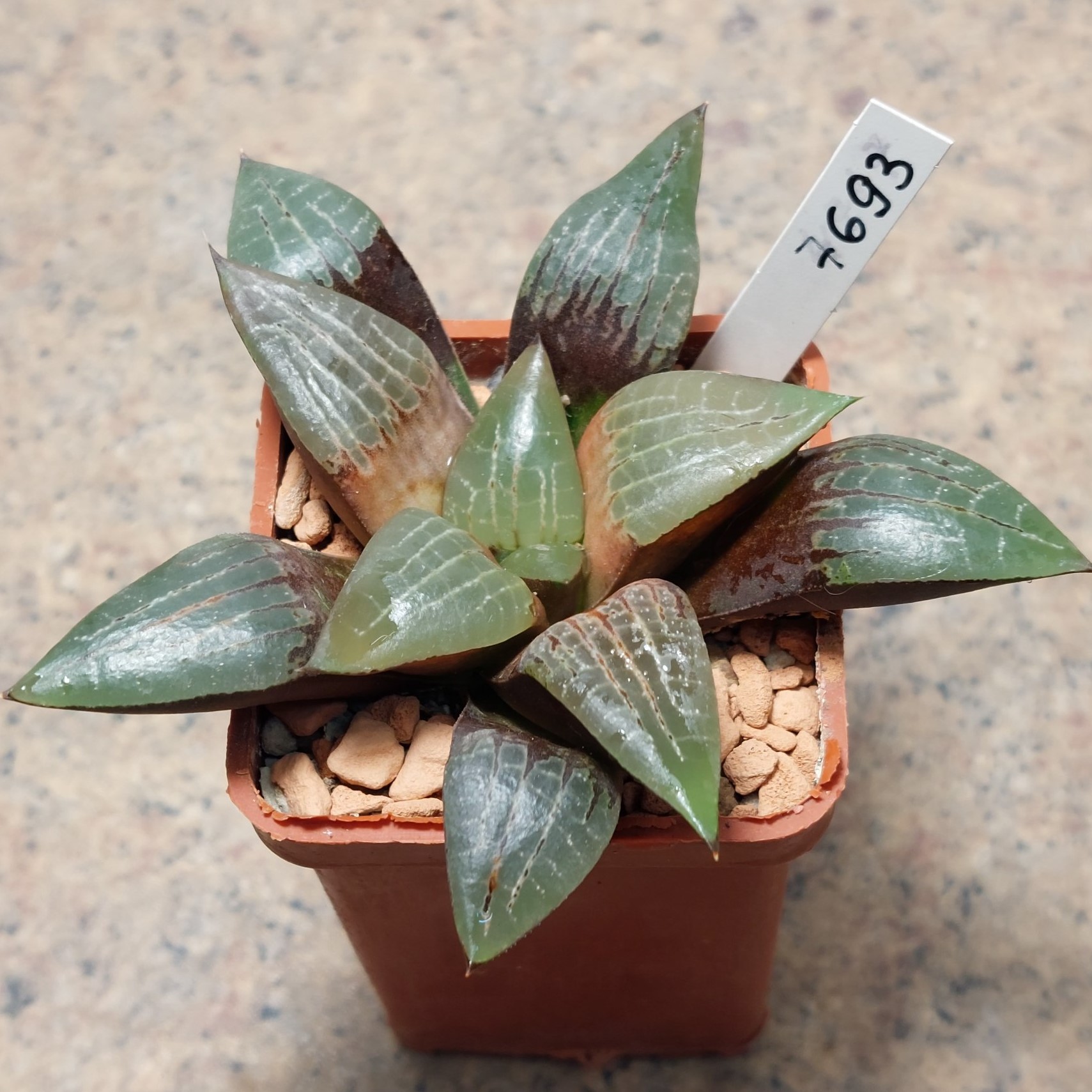 7693 Haworthia comptoniana