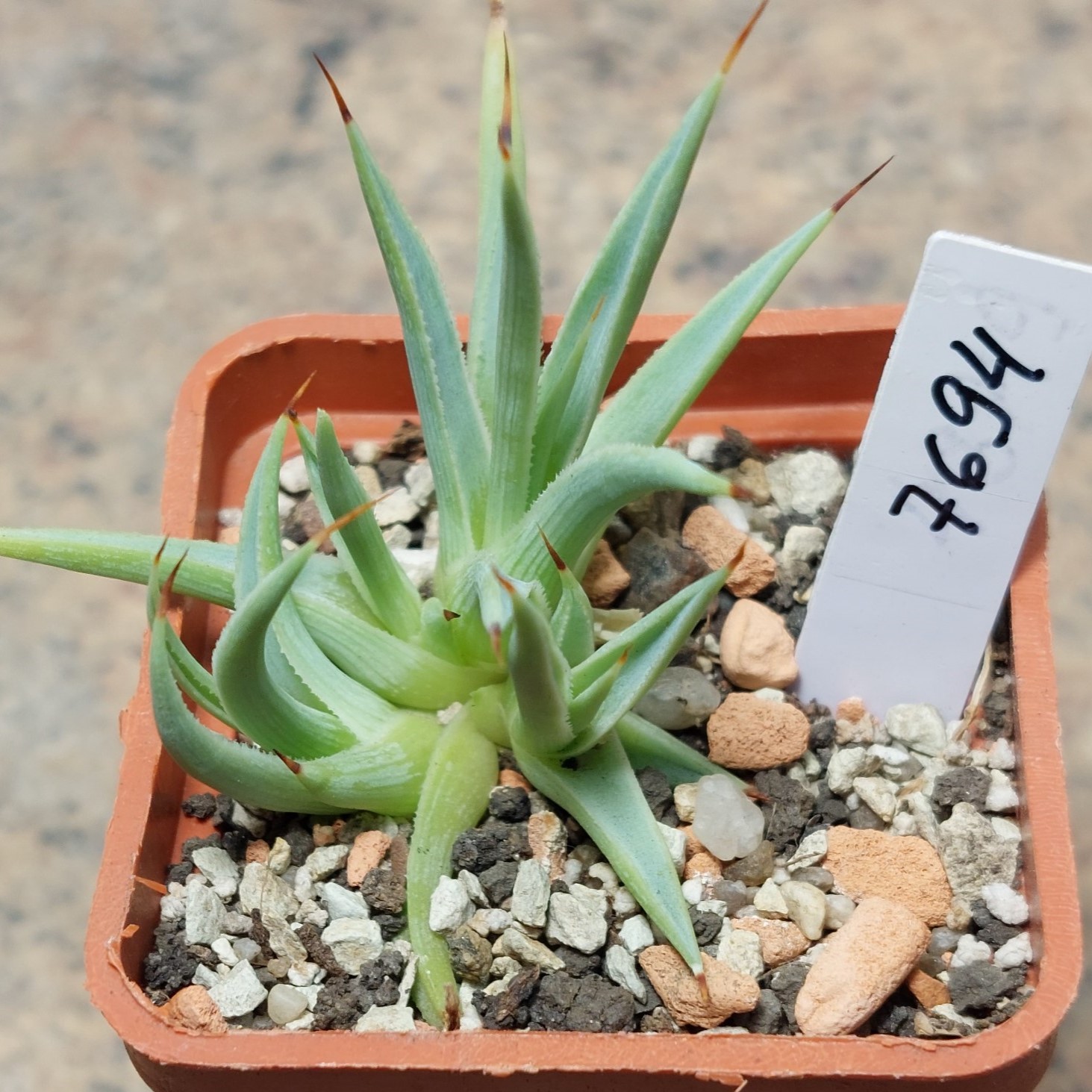 7694 Agave stricta f. nana весь горщик