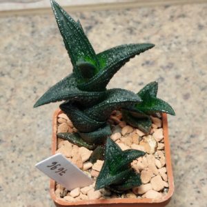 7696 Haworthia nigra весь горщик