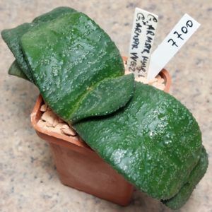 7700 Gasteria armstrongii hybrid