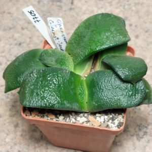 7705 Gasteria armstrongii hybrid весь гощик