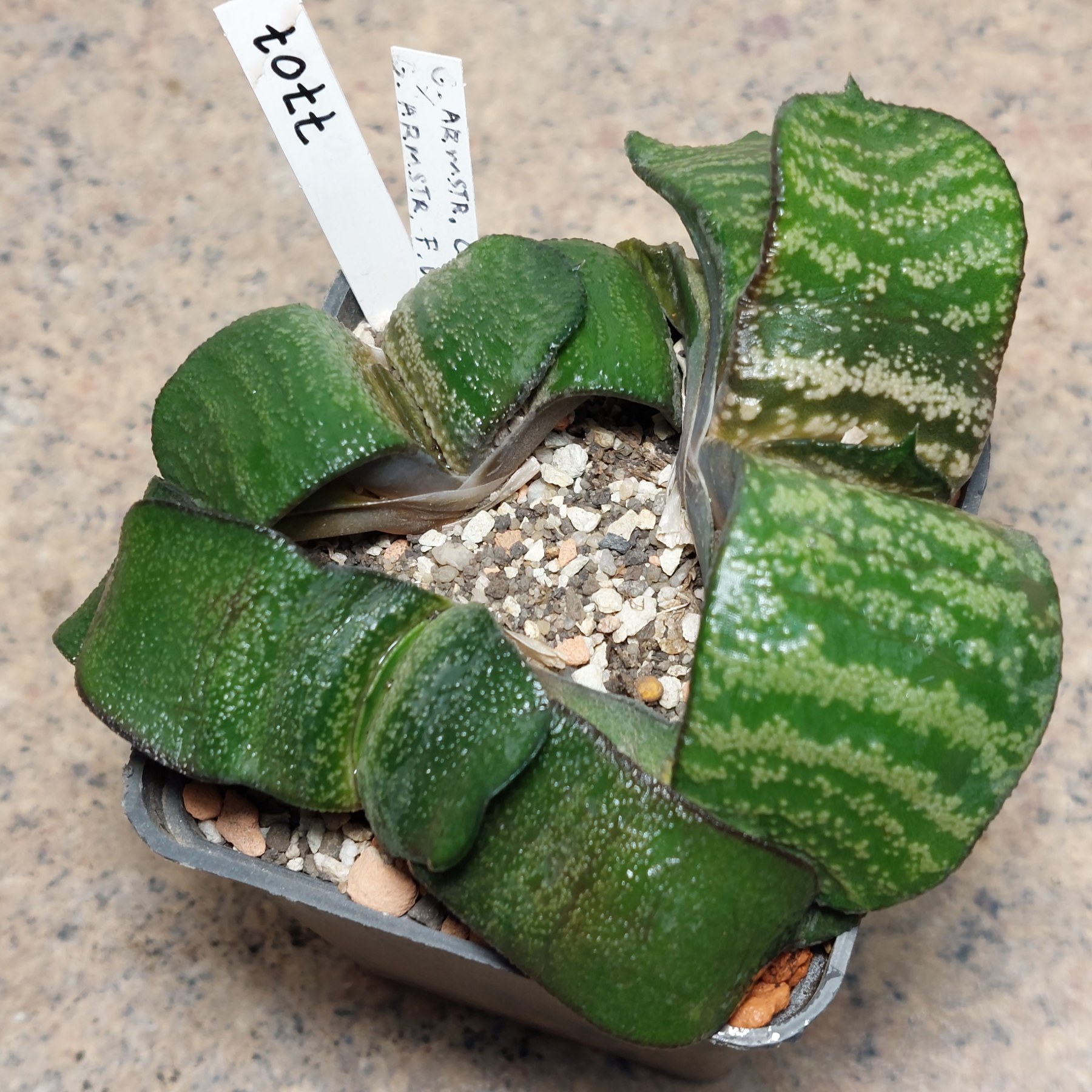 7707 Gasteria armstrongii hybrid весь горщик