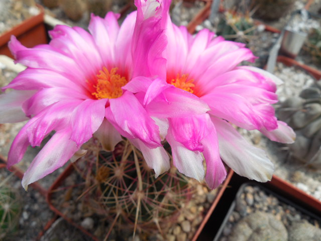 Thelocactus bicolor - v.flavidispinus SB 424 - Brewster Co. Tx. - MG - суперквітки -