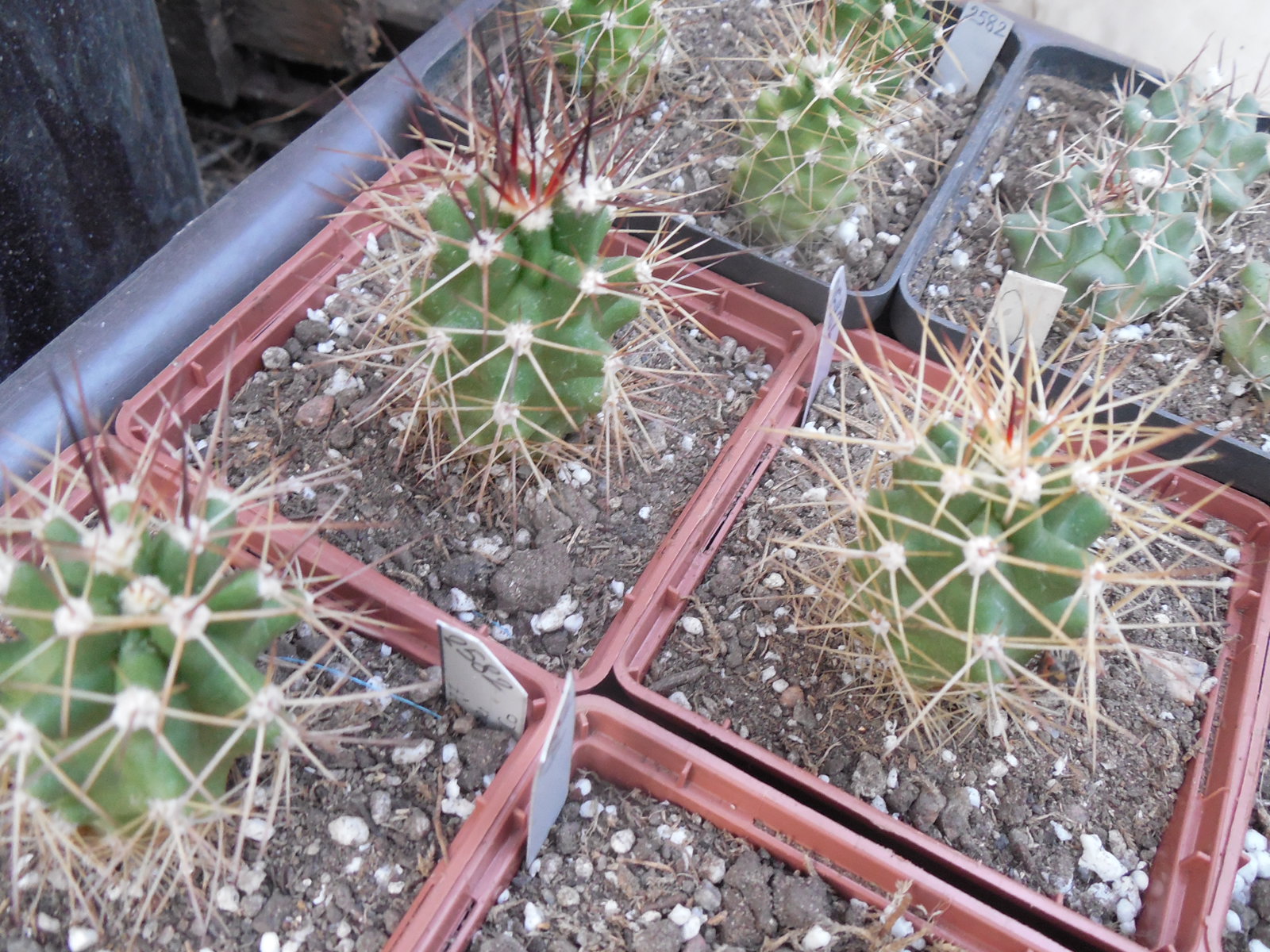 Echinocereus coccineus - v.gurneyi - Elk. NM. - small clusters of thick heads - MG -