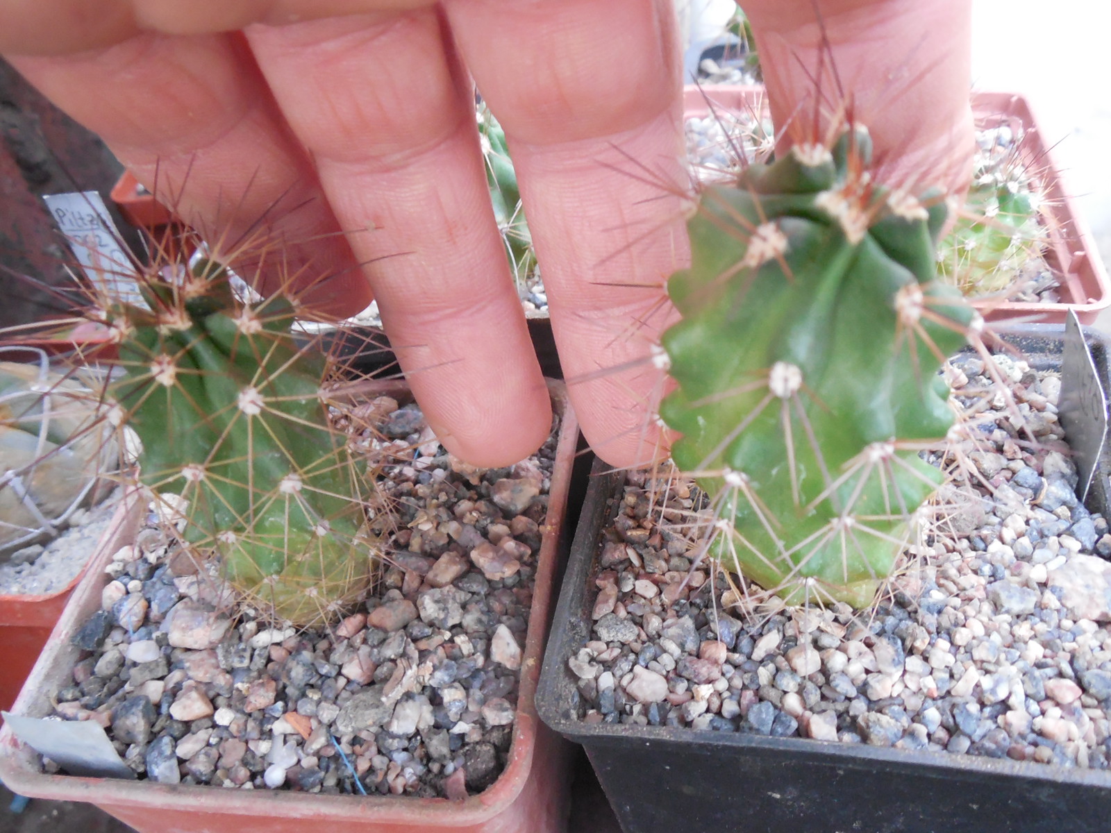 Echinocereus coccineus - v.gurneyi - SB 351 - (18) Lincoln Co. NM. (to-23*) - MG -