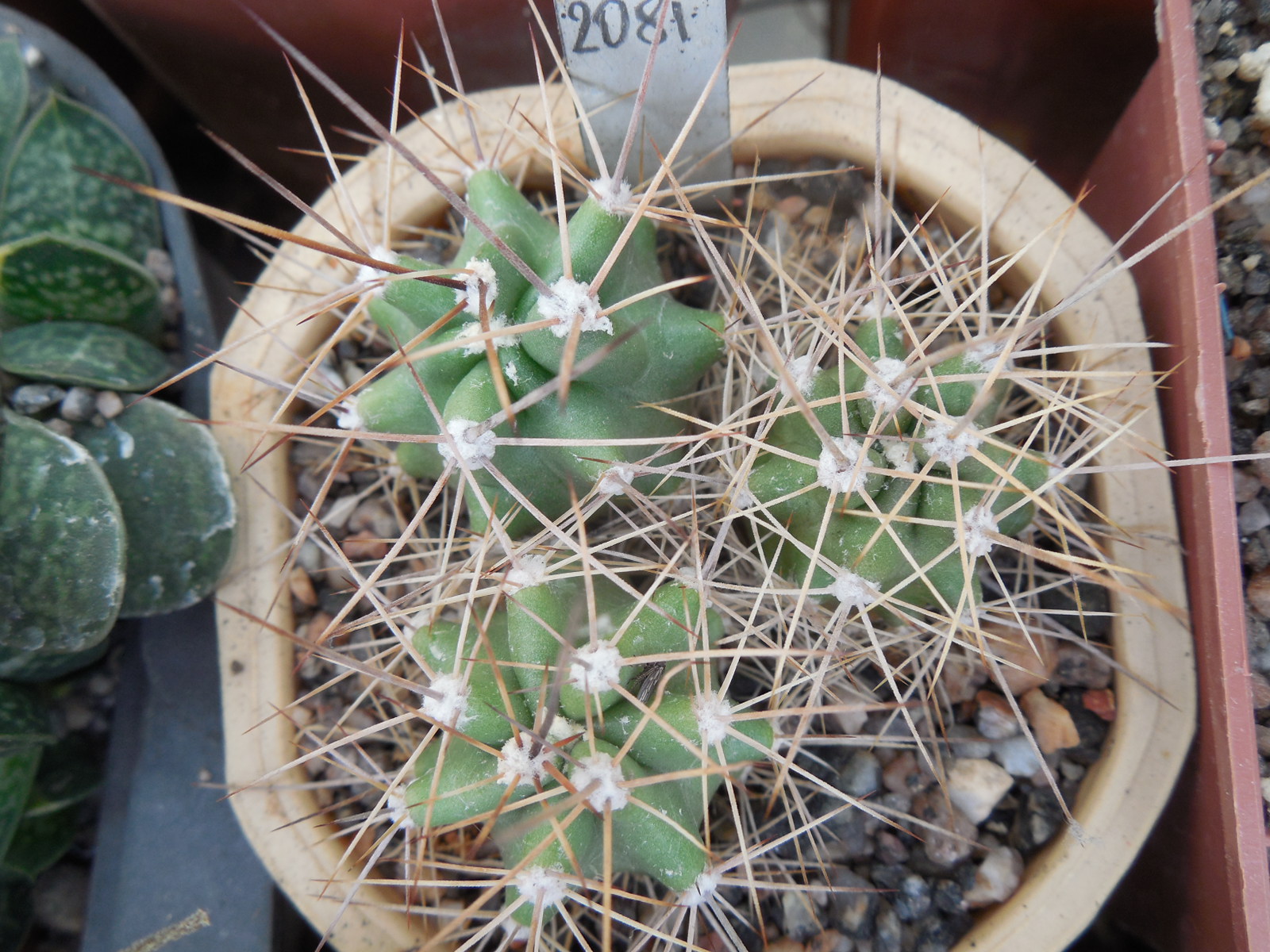Echinocereus triglochidiatus JRT 175 - Alamosa Co.Col.   (to - 23*C)  - MG - (to - 25+*C)