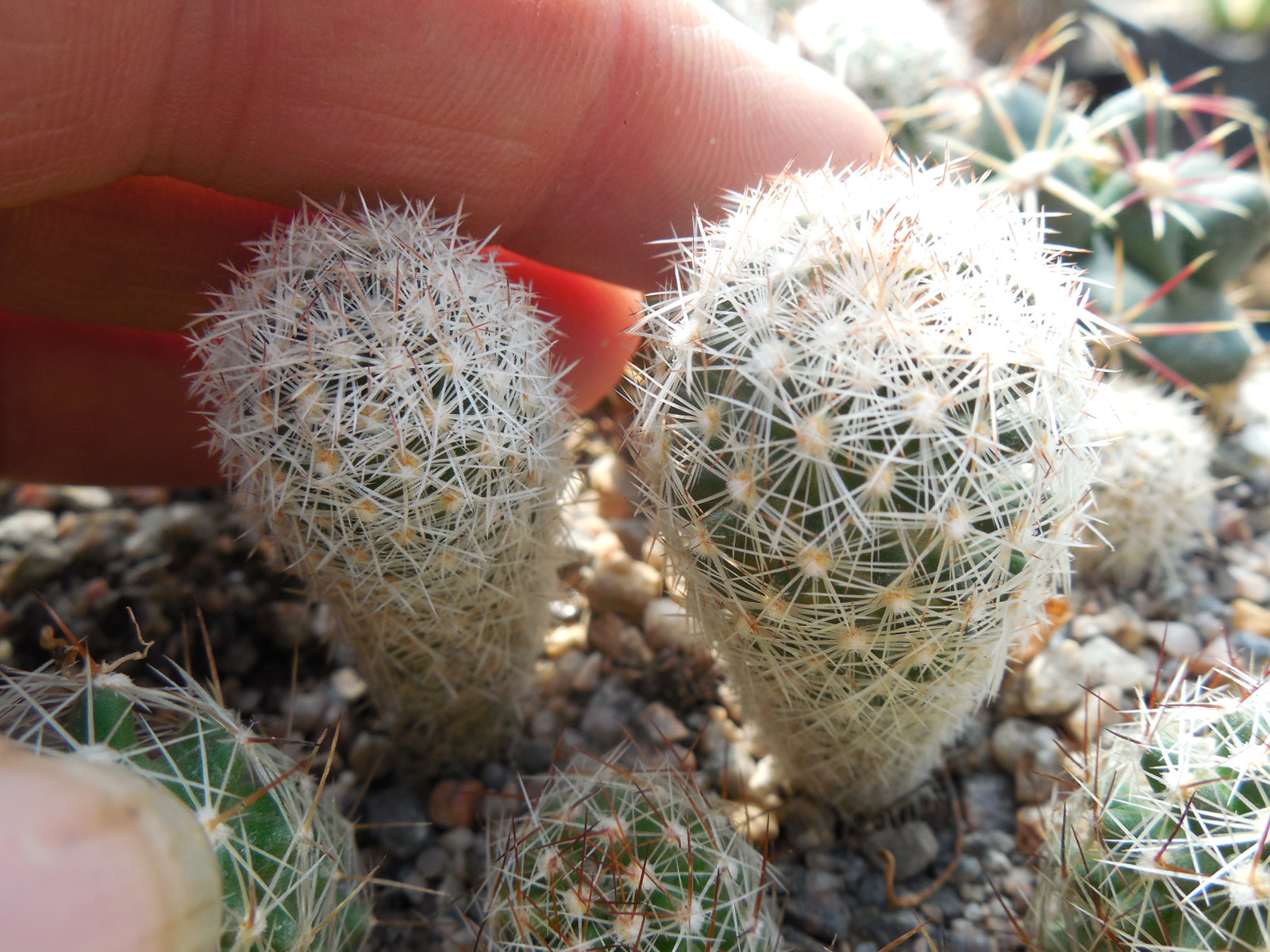 Escobaria vivipara - v.arizonica JM 179 - Peach Springs, Az. - MG -