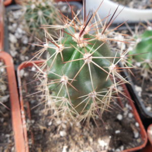Echinocereus coccineus - v.gurneyi  SB 396 - Brewster Co. Tx. very fat - MG -