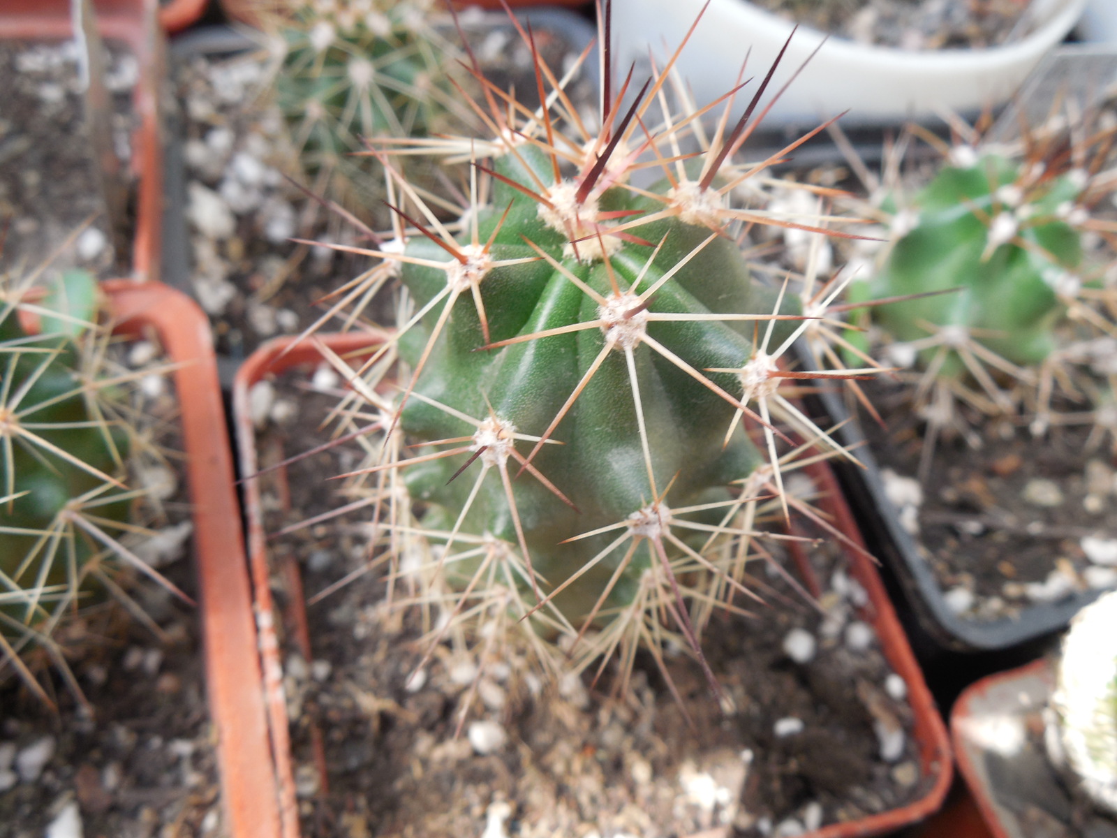 Echinocereus coccineus - v.gurneyi  SB 396 - Brewster Co. Tx. very fat - MG -