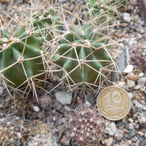 Echinocereus triglochidiatus - El Paso Co. Colorado - far nortn habitat - (to -25 + *C) - MG -
