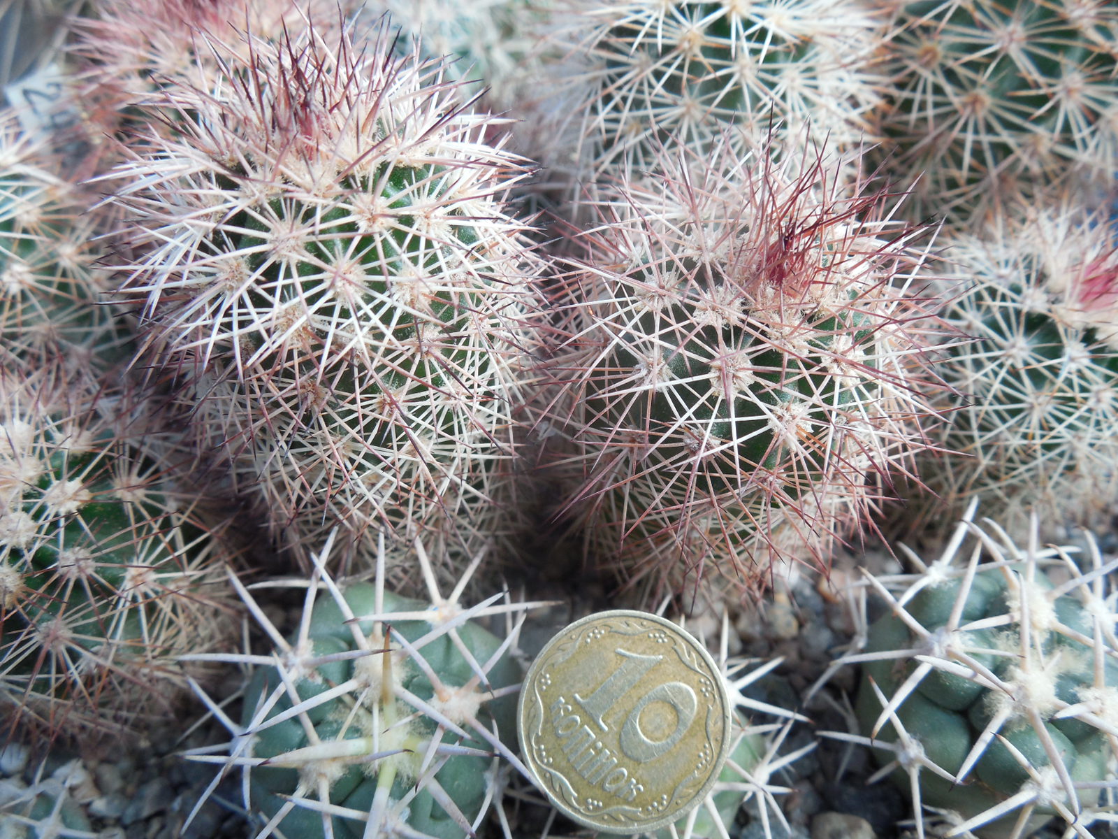Echinocereus dasyacanthus SB 353 - Jarilla, Mts.NM. - -23 st.C beloruzove trhy mnohobarevne kvety - Pavlicek