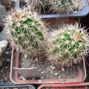 Echinocereus x roetteri SB 731 /17/ - Pecos Co. Tx. - super colorful huge flow. - MG -