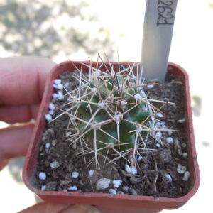 Echinocereus triglochidiatus DJF 1145 - Alamogordo, NM. - MG -