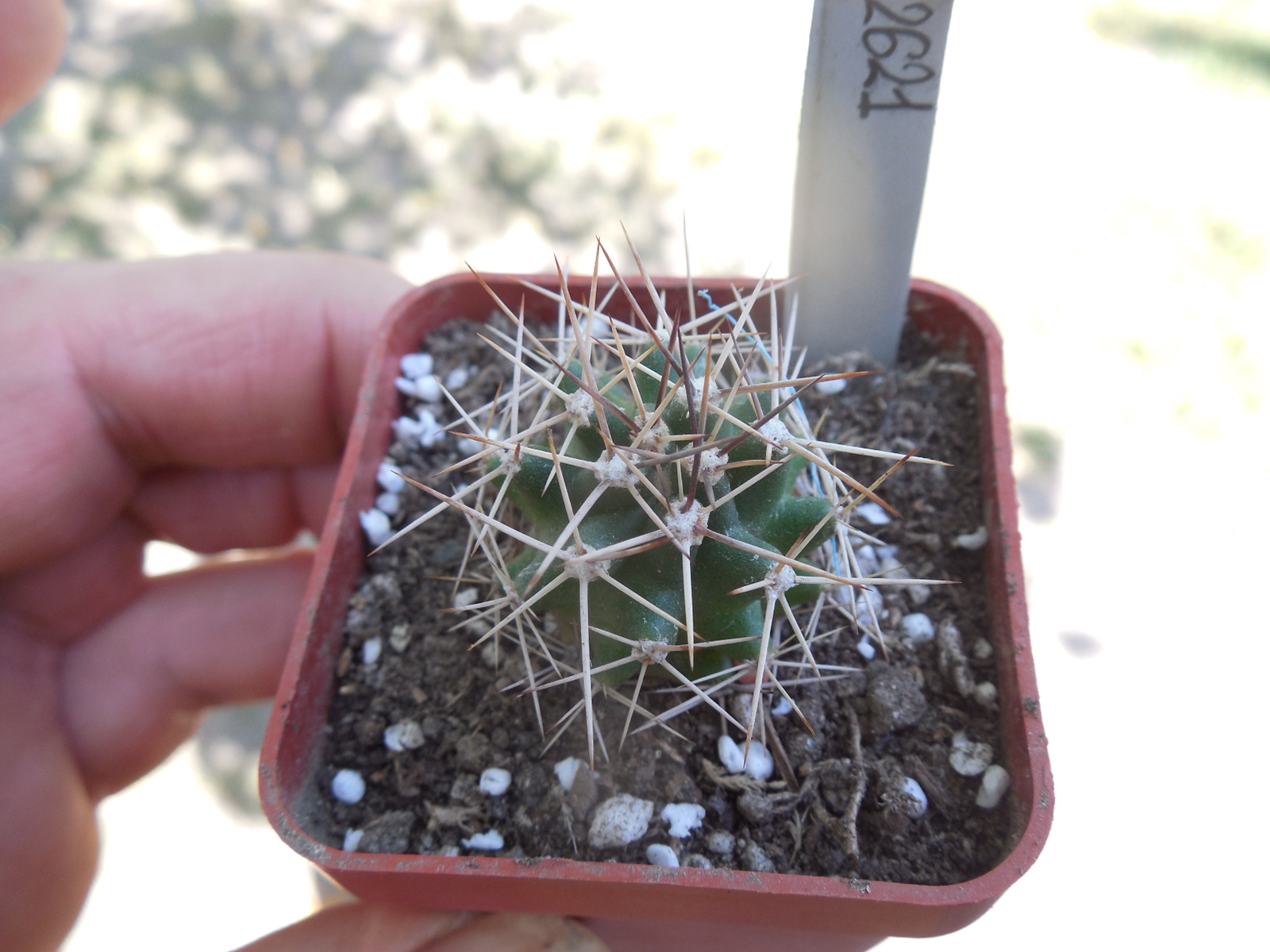 Echinocereus triglochidiatus DJF 1145 - Alamogordo, NM. - MG -